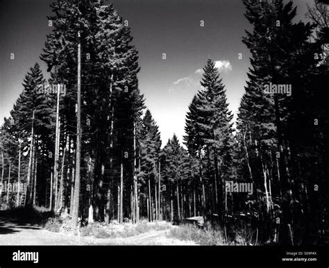 Black And White Forest Scene Stock Photo Alamy