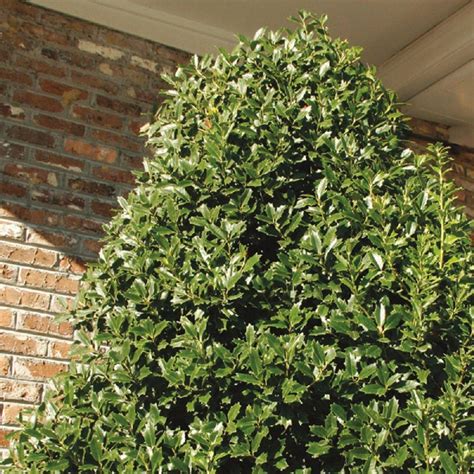 Check spelling or type a new query. Southern Living Plant Collection 7 Gal. Oakland Japanese ...