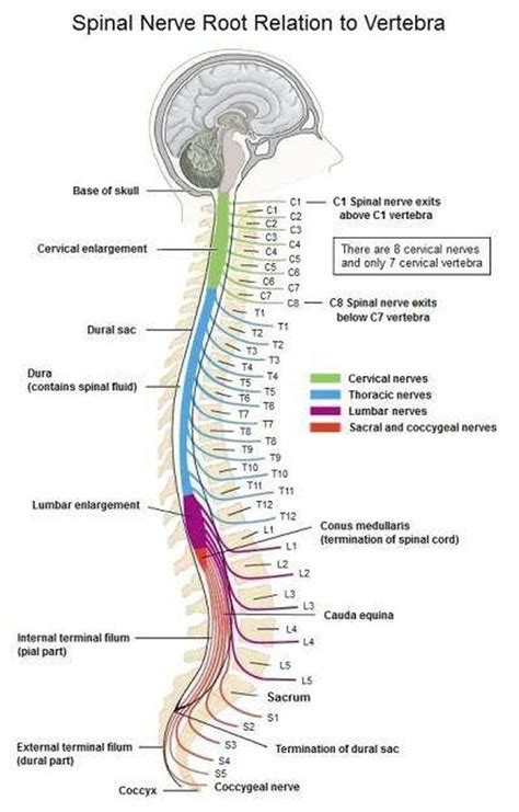When something or someone gets on your last nerves, or irritatingto a high degree. Pictures Of Cervical Spinal NerveHealthiack