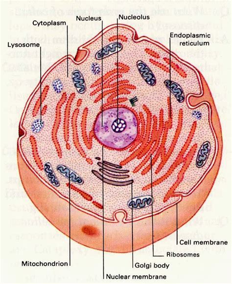 Cytoplasm Definition And Function Ency123