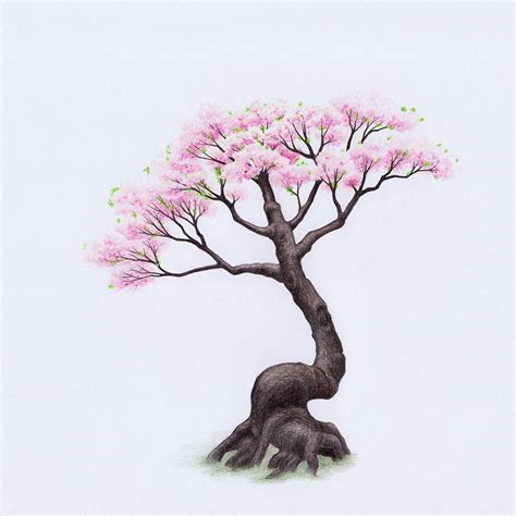 Sketch Cherry Blossom Tree Drawing King Crinver