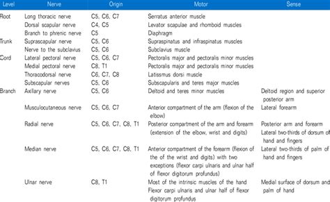 Nerves of the Brachial Plexus | Download Table