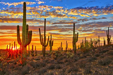 Under The Radar Usa Tucson Is More Than Its Cactus Lonely Planet