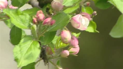 Apple Branch Blossoms And Buds Stock Footage Video 100 Royalty Free