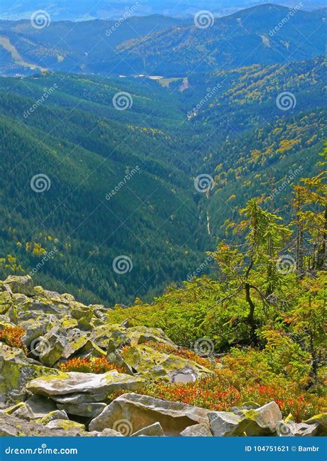 Pine Trees On The Background Of The Mountain Landscape Stock Image