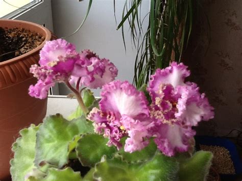 African violets not a violet at all. Pin on African Violets