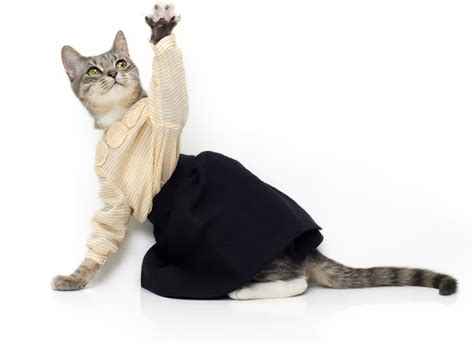 Funny Cats | Wearing Clothes Latest Pictures | Funny And ...
