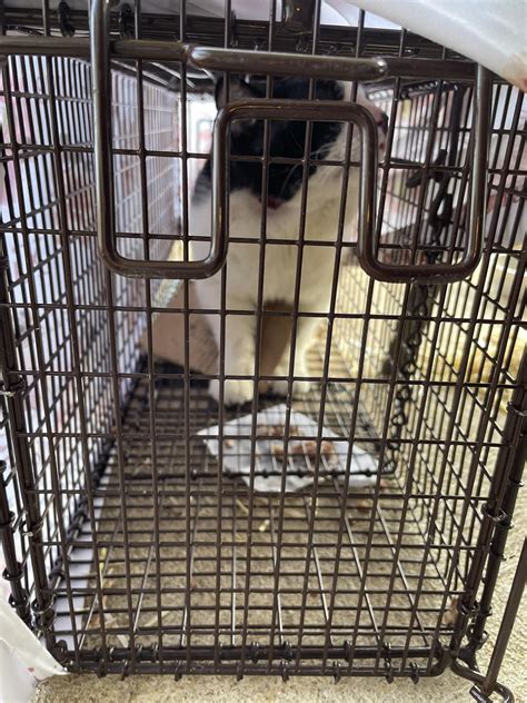 This Feral Cat Was Trapped St Louis Feral Cat Outreach