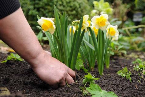 Why Are Daffodils Wonderful Bulbs To Plant