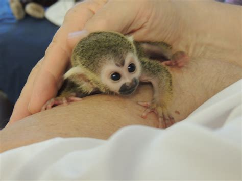 Newborn Squirrel Monkey