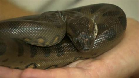 Female Anacondas West Midlands Safari Park Virgin Birth Bbc News