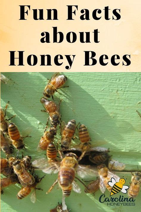 Interesting Facts About Honey Bees Honey Bee Facts Bee Facts Bee