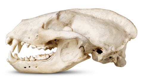 Badger Teeth Badger Skull Picture Dk Find Out