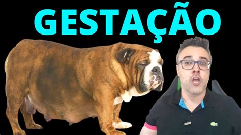 Duração Da Gestação De Cachorro