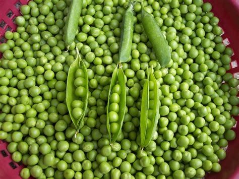 Peas Plant Care And Collection Of Varieties
