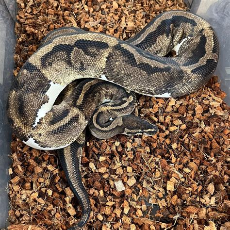 Pied Ball Python By Lossi Royals Morphmarket