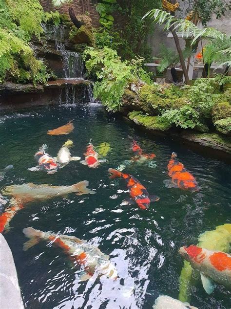 Wardley pond fish food pellets; Pin by Water Garden Pond Supplies on Koi | Water gardens ...