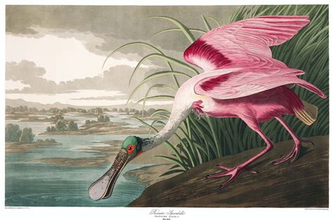 John James Audubons Entire ‘birds Of America Now Downloadable Hi