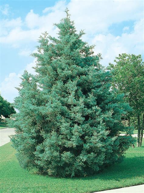 Cypress Blue Ice Is An Evergreen With Lovely Scented Silver Foliage