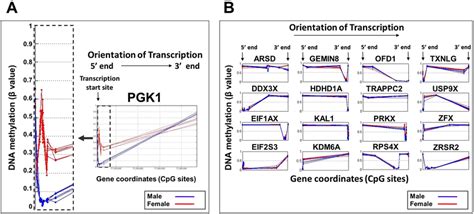 Sex Based Dna Methylation Signals In X Inactivated And Xi Escape Genes Download Scientific
