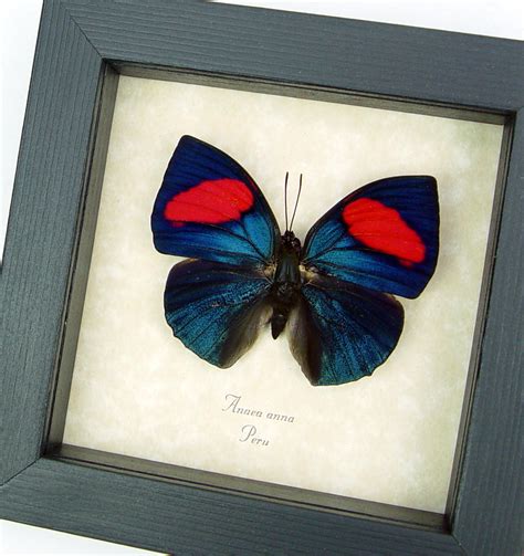 Vibrant Red Electric Blue Anaea Anna Rare Framed Butterfly Display