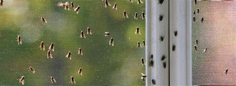 Garbage flies actually play a very important part in breaking down dead matter, it is their feeding habits that make them unsanitary and unhygienic. Fly Infestation | Rentokil Pest Control Singapore