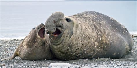 Южный морской слон в антарктиде: фото, изображения и картинки