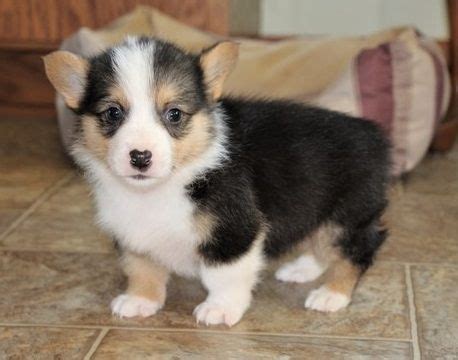 The pembroke corgi is a separate breed from the cardigan corgi, possessing a shorter body and straighter, lighter boned legs. Pembroke Welsh Corgi For Sale in West Virginia (12)