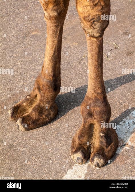 Camel Leg Legs Hi Res Stock Photography And Images Alamy