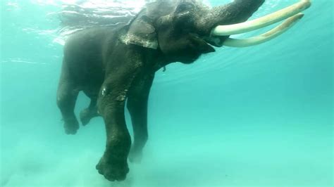 Tribute To Rajan The Swimming Elephant Youtube