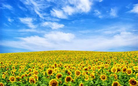 55 best bunga matahari images sunflower wallpaper sunflower. Background Lukisan Bunga Matahari - Koleksi Gambar HD