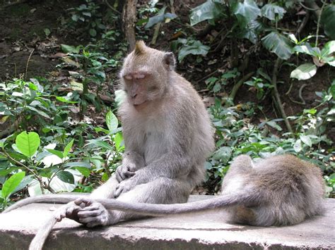 Monkey Sleeping Indonesia Mammal Animals In The Wild Animal