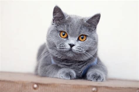 Do British Shorthair Cats Shed A Lot Care And Grooming Tips Hepper
