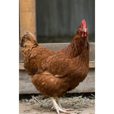 Cackle Hatchery Red Sex Link Pullet Chicken Female 109f Blains Farm And Fleet