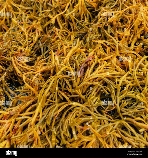 Channelled Wrack Seaweed Stock Photo Alamy