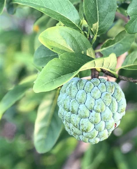 5 Things You Didnt Know About Sweetsop Jamaican Foods