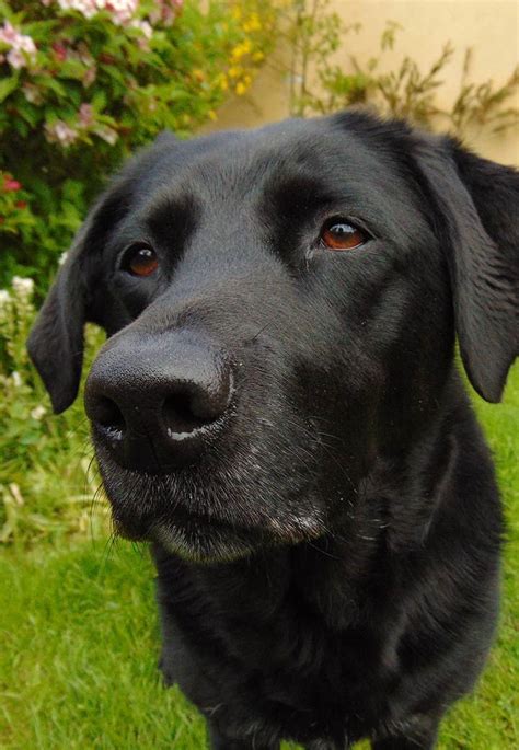 Black Lab A Complete Guide To The Black Labrador
