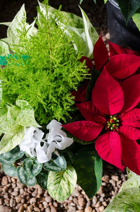 The christmas cactus (botanical name schlumbergera bridgesi, formerly zyyocactus truncatus) is known for its beauty. Holiday Plant Care - Tallahassee Nurseries | Tallahassee's ...