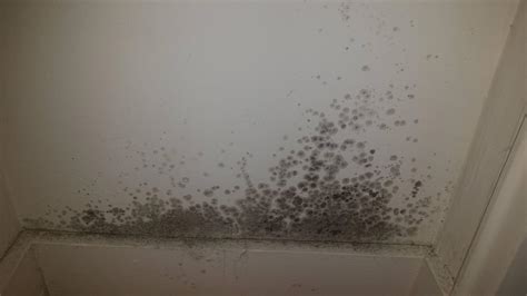 The best approach is preventing mold before it becomes a problem. Black Mold In Bedroom Closet | Psoriasisguru.com