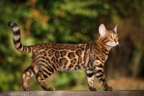 Are Bengal Cats Legal