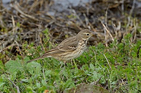 Anthus Rubescens Rubescens American Pipit Image Taken At Flickr