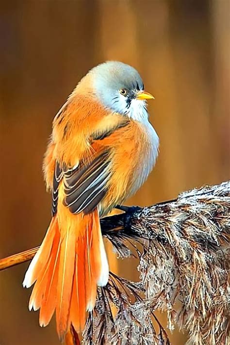 Most Beautiful Birds Pretty Birds Cute Birds Exotic Birds Colorful