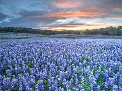 Facts About The Bluebonnet Texas State Flower Best Flower Site