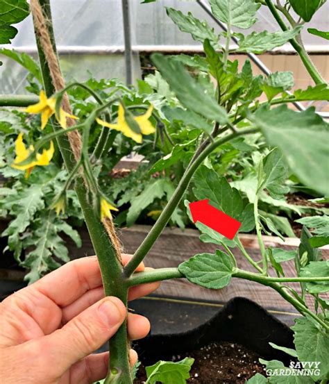 Tomato Plant Suckers When And How To Prune Tomato Plants