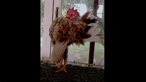 Ayam Serama Murairintingkelabu Lawa Gilaa Youtube