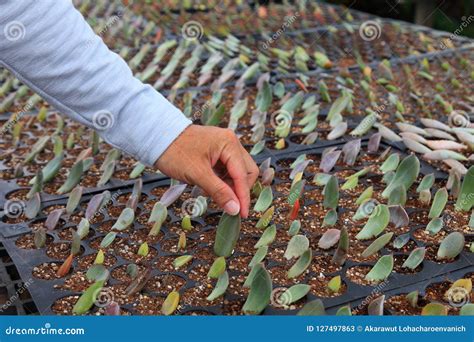 Succulent Propagation By Leaf Cutting Stock Image Image Of Nature