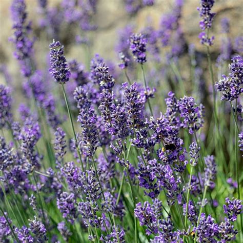 Lavandula Angustifolia Munstead 75l Coolings Garden Centre