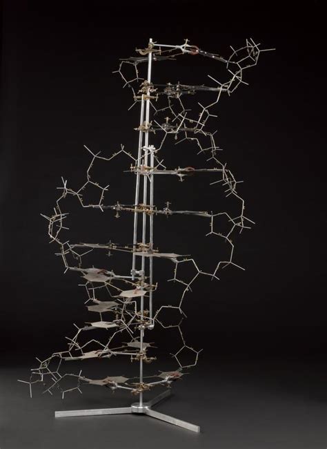 Crick And Watson S DNA Molecular Model Science Museum Group Collection
