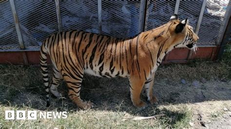 Tiger Seized In Mexico After Man Tried To Lasso It