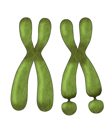 Fragile X Chromosome Illustration Photograph By Monica Schroeder